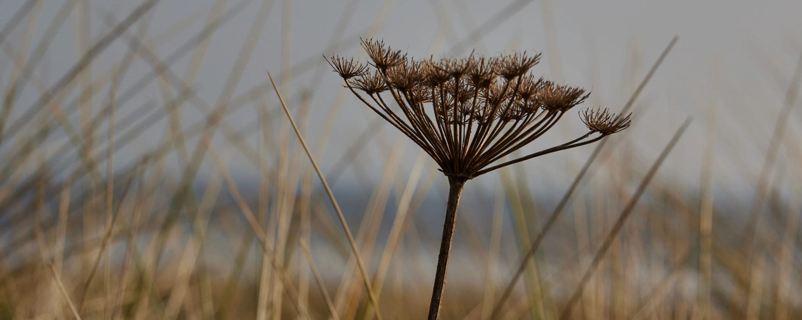 imgi 36 main tile desktop 2880 x 1152